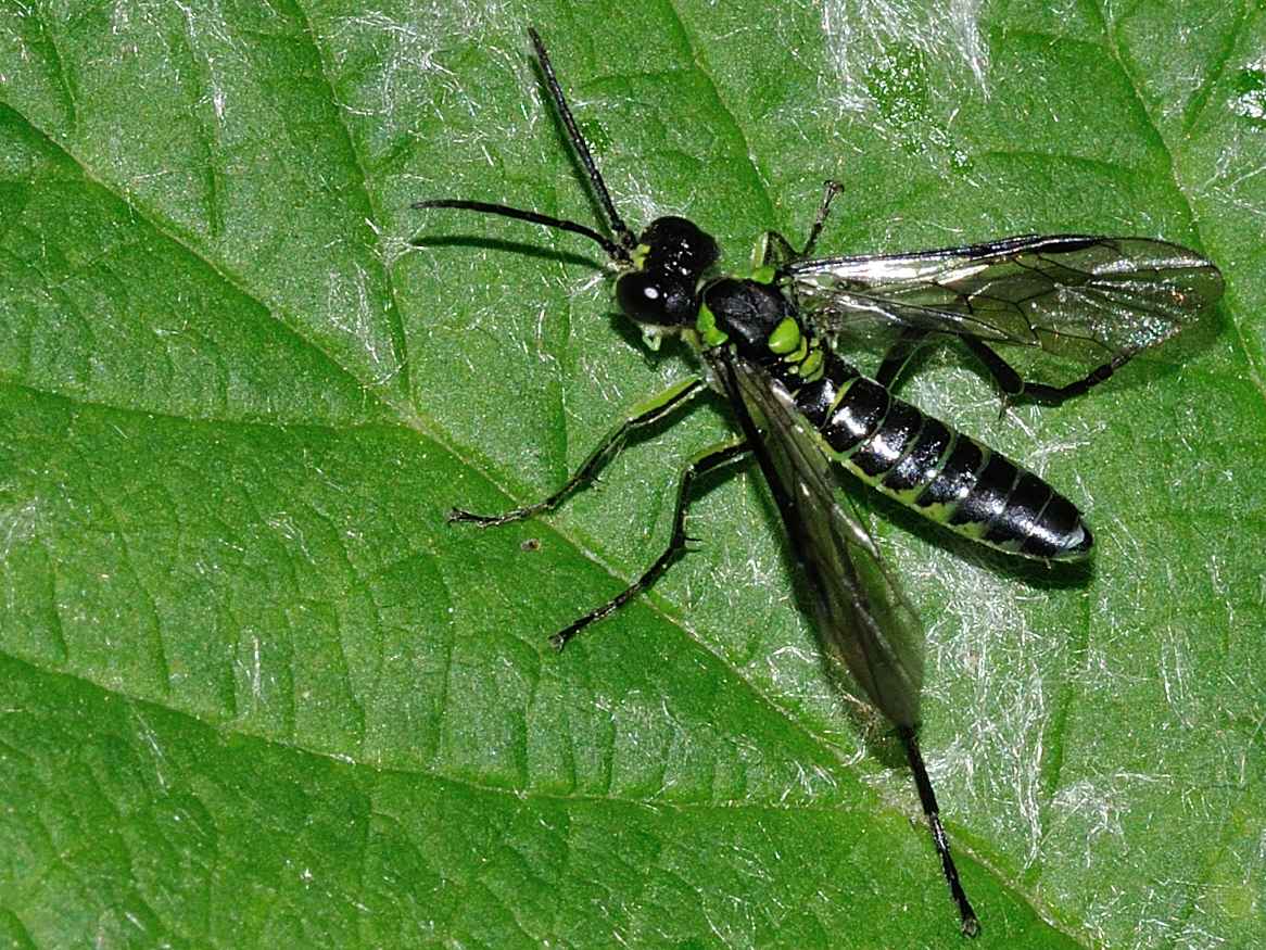 ID Tenthredinidae: Tenthredo (Eurogaster) mesomela